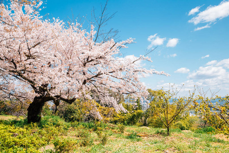 小井农场在春季樱花季节 四月 五月 阳光明媚的早晨 在日本岩手县石柱町 游客欣赏樱花盛开的美景照片 正版商用图片2705t5 摄图新视界