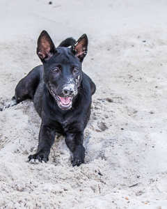 科容海滩上的小狗图片