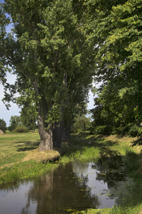 城市 植物 河岸 奇卡诺 风景 古老的 波兰 场景 自然