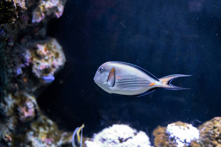 假日 伟大的 水下 动物 水族馆 美丽的 旅行者 暗礁 深的