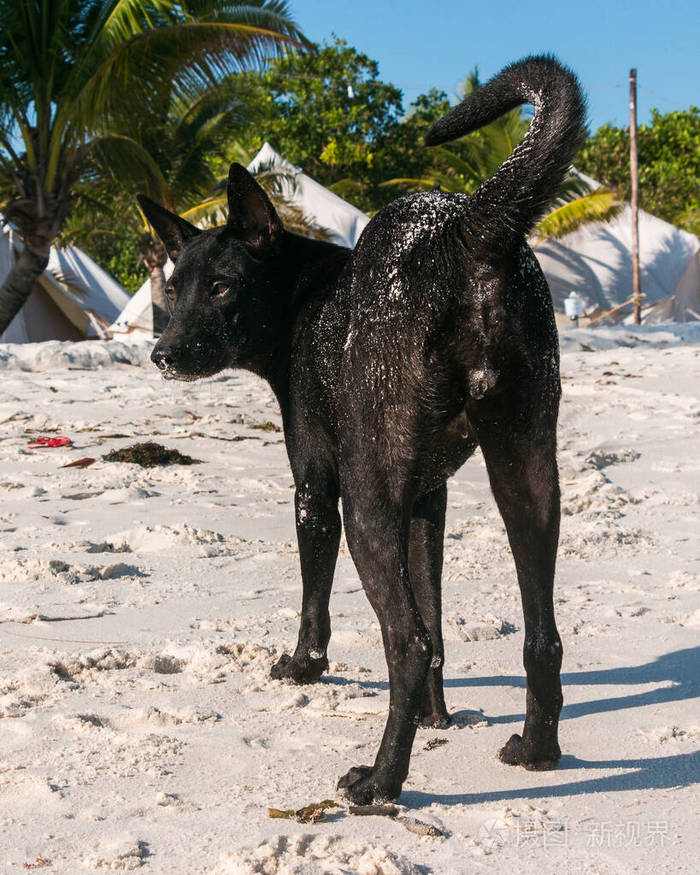 白色海滩上的一只黑狗
