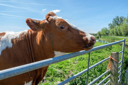 草地上篱笆前好奇的奶牛