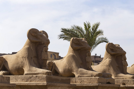 阿蒙 雕像 大街 狮子 宗教 动物 卢克索 上帝 小巷 砂岩