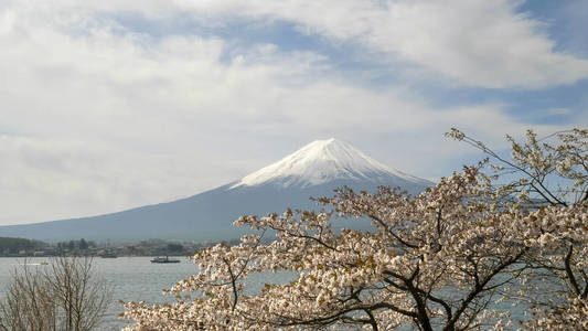 富士山和川口湖樱花盛开，川口有一艘游船