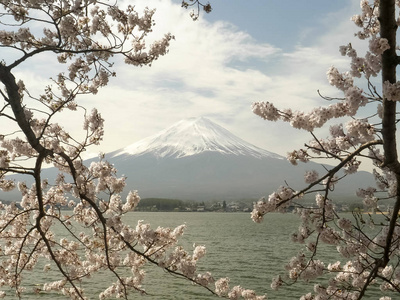 富士山的照片由两个盛开在湖边的樱花枝构成