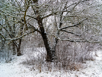 自然 天空 冬天 天气 森林 场景 季节 公园 圣诞节 风景