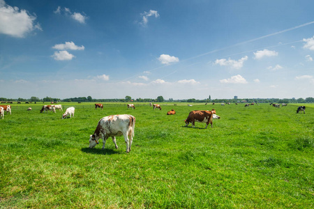 阳光明媚的日子里，牛在绿草丛生的草地上