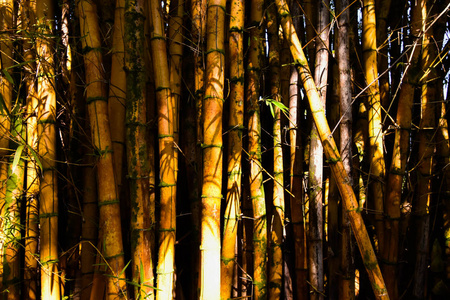 木材 植物区系 颜色 自然 公园 季节 竹子 风景 环境