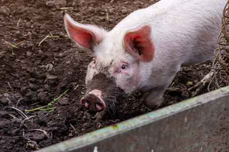 黑地上的猪嘴脏兮兮的猪照片