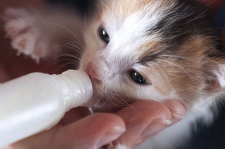 小猫 喂小猫 动物 玉莲花