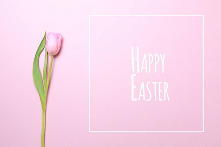 复活节快乐，粉红色背景上有粉红色郁金香。平放，俯视图
