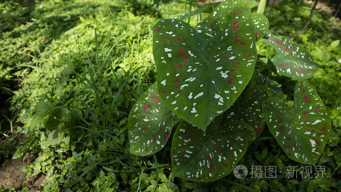 双色炉甘蓝 叶形装饰植物皇后 天南星科 象耳 海芋 芋叶植物照片 正版商用图片27ad48 摄图新视界