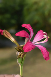 选择性聚焦粉红色花瓣花