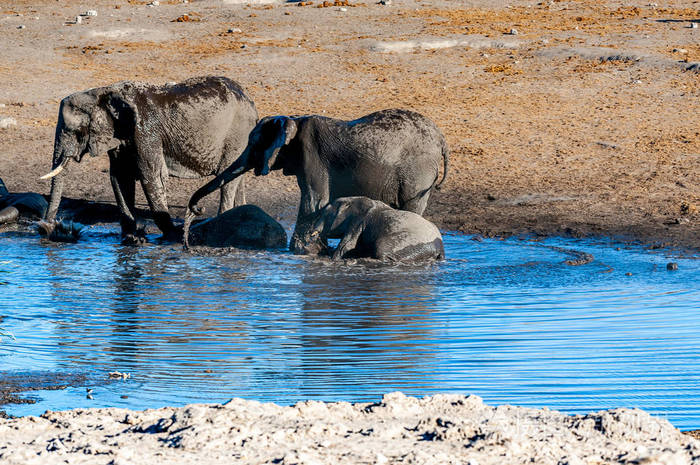 非洲象在水坑里喝水