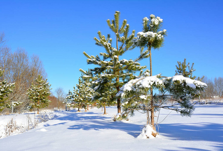 雪地里孤独的松树