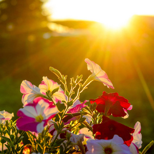 小花的日光图片