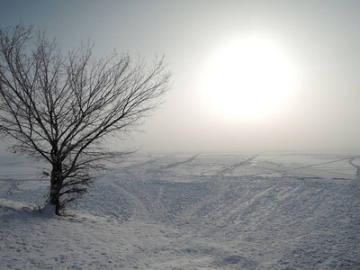 冬季沙漠景观有阳光树木和雪上的滑道痕迹