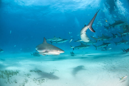 巴哈马群岛的加勒比海礁鲨