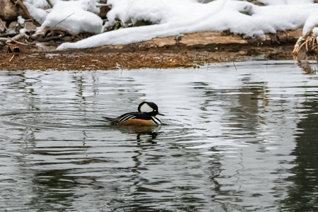 动物 反射 内华达州 冬天 鸭子 鸟类学 湿地 游泳 加利福尼亚