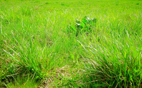 春天常见的草坪草。天然草坪，有一点杂草。