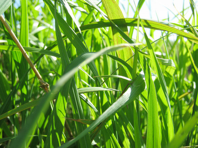 夏背景素材图片 夏背景图片素材下载 摄图新视界