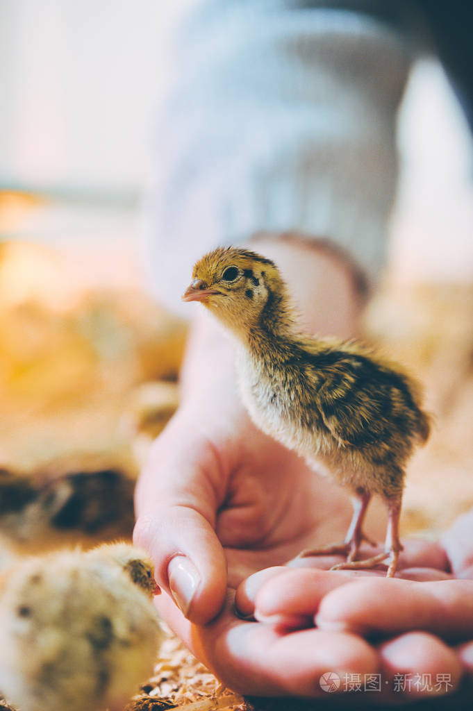 小鹌鹑家禽白色雏鸟