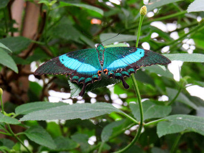 缺陷 蜻蜓 特写镜头 翅膀 野生动物 害虫 植物 昆虫 夏天