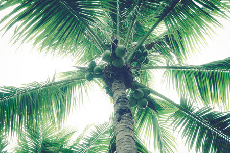 椰树的天空背景是椰子