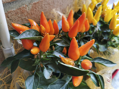  yellow and orange peppers on potted plant