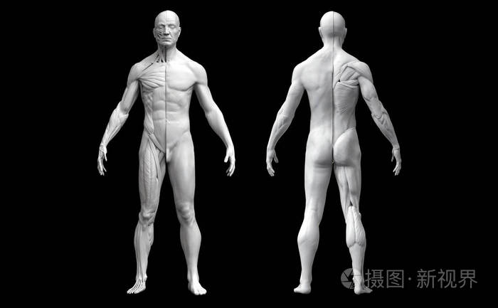 在黑色背景下分离的两个视图中的人体解剖图