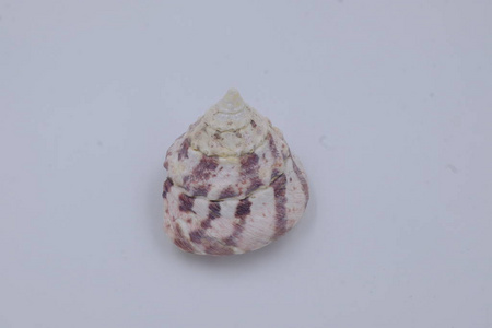  cone shell with black spots