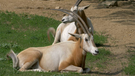 弯刀羚羊，弯刀角羚羊oryx dammah撒哈拉大羚羊。动物。