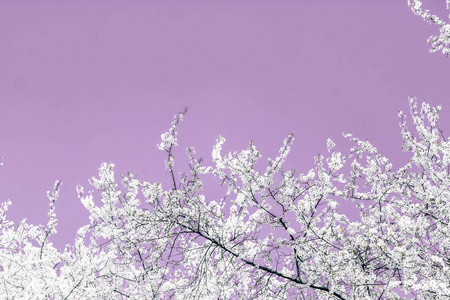 紫色背景下的花卉抽象艺术，复古樱桃花