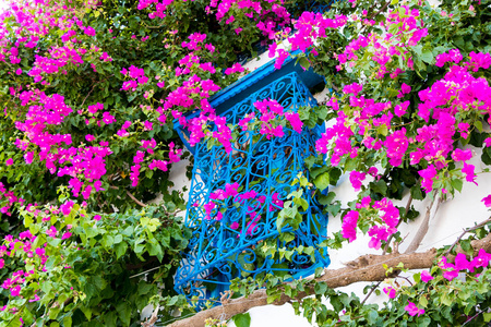 传统的古老的彩绘窗户和洋红的花朵，西迪布说，突尼斯，非洲