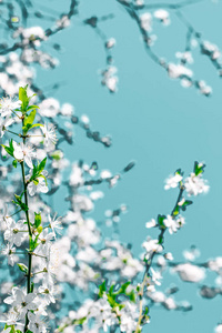 绿松石背景上的花卉抽象艺术，复古樱桃流