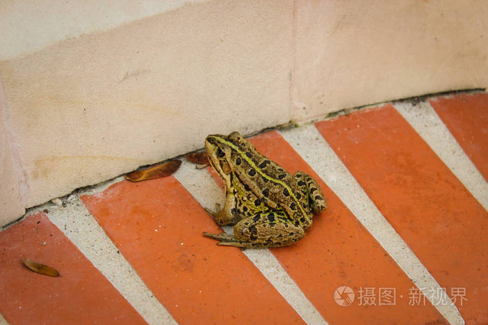 一只可爱的青蛙坐在白墙旁边的红砖栅栏上