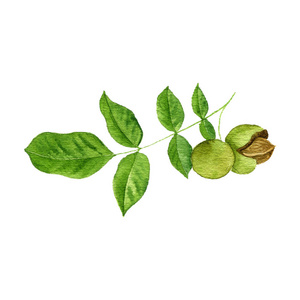 核桃树水彩画枝照片