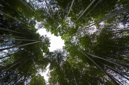 Green leaf bamboo frame in forest 