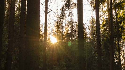 在捷克共和国的云杉林中，对着太阳的景色