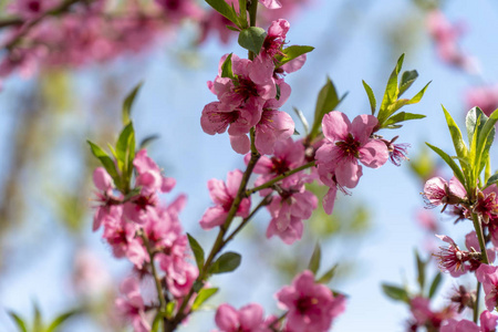春天盛开的桃树