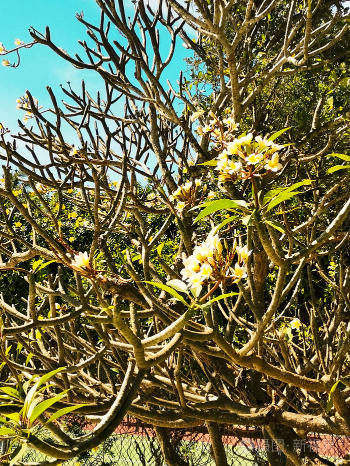 鸡蛋花热带花在树上开花的鸡蛋花