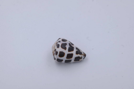  cone shell with black spots