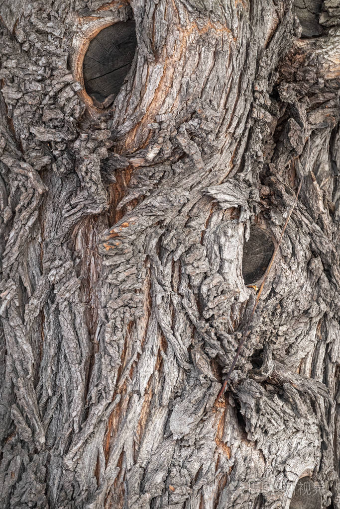 老枫树的浮雕树皮的纹理