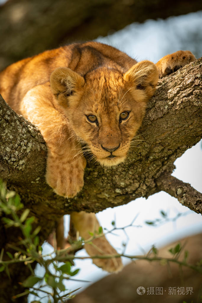 小狮子躺在树枝上向外张望