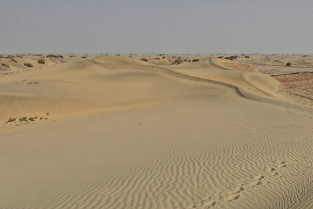 流动的沙丘使塔克拉玛干沙漠的灌木丛变黑.
