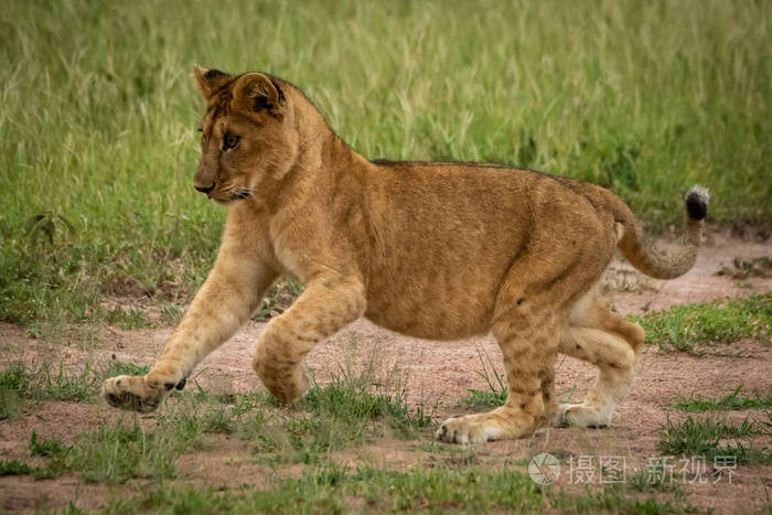小狮子在草地上抬起前爪奔跑