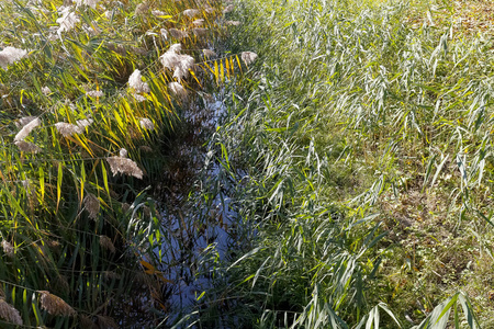 水渠沿线植物密集生长图片