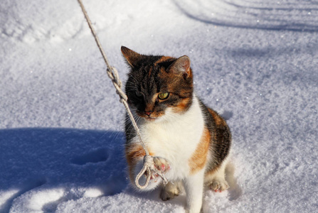 玩长绳的家养彩色小猫。猫猫多梅斯蒂卡用爪子抓了一根绳子。冬季运动会。圣诞节快到了。猫在我们这里是老大