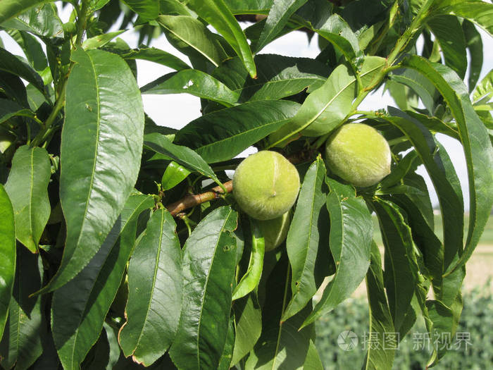 两个未成熟的青桃挂在桃树上意大利托斯卡纳