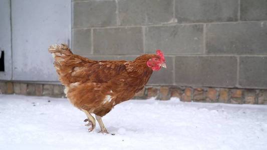 红肥鸡站在雪地里.